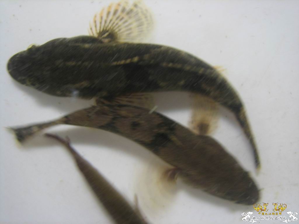 这个站终于能上了。。收获