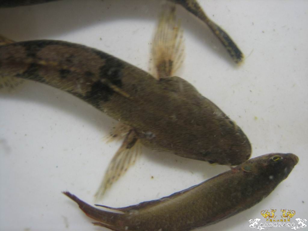 这个站终于能上了。。收获