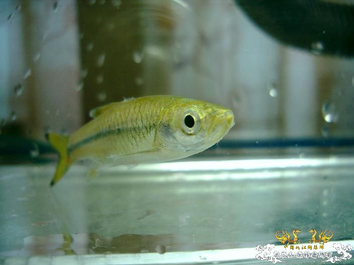 Rasbora steineri Nichols et Pope, 1927