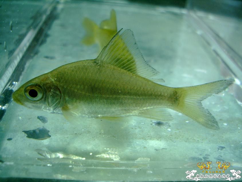 Carassioides cantonensis Heincke, 1892