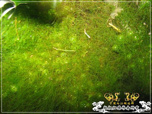 半养原生半养金鱼