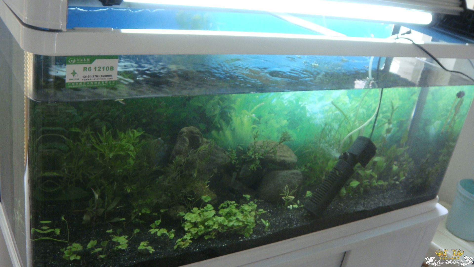 我的缸....请问这是什么虾虎小溪里采的..