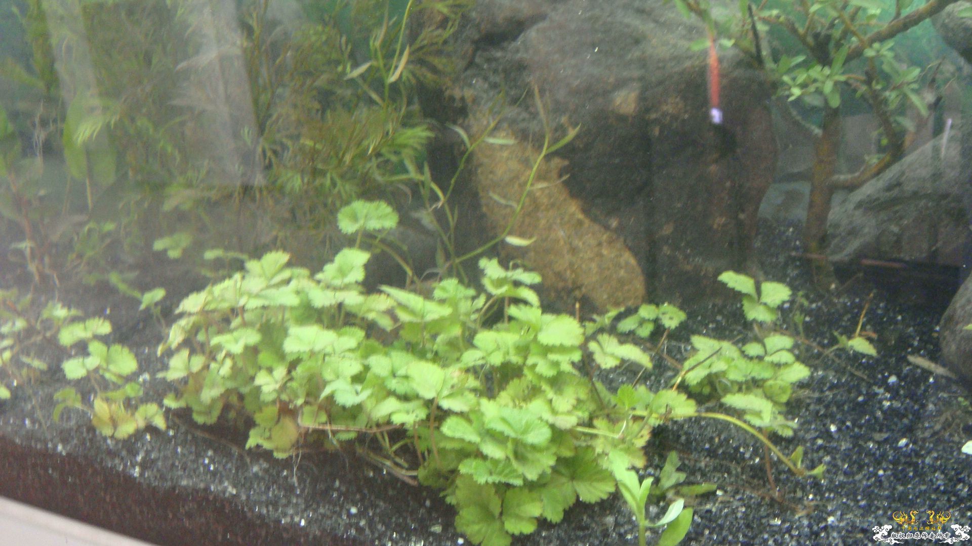 我的缸....请问这是什么虾虎小溪里采的..
