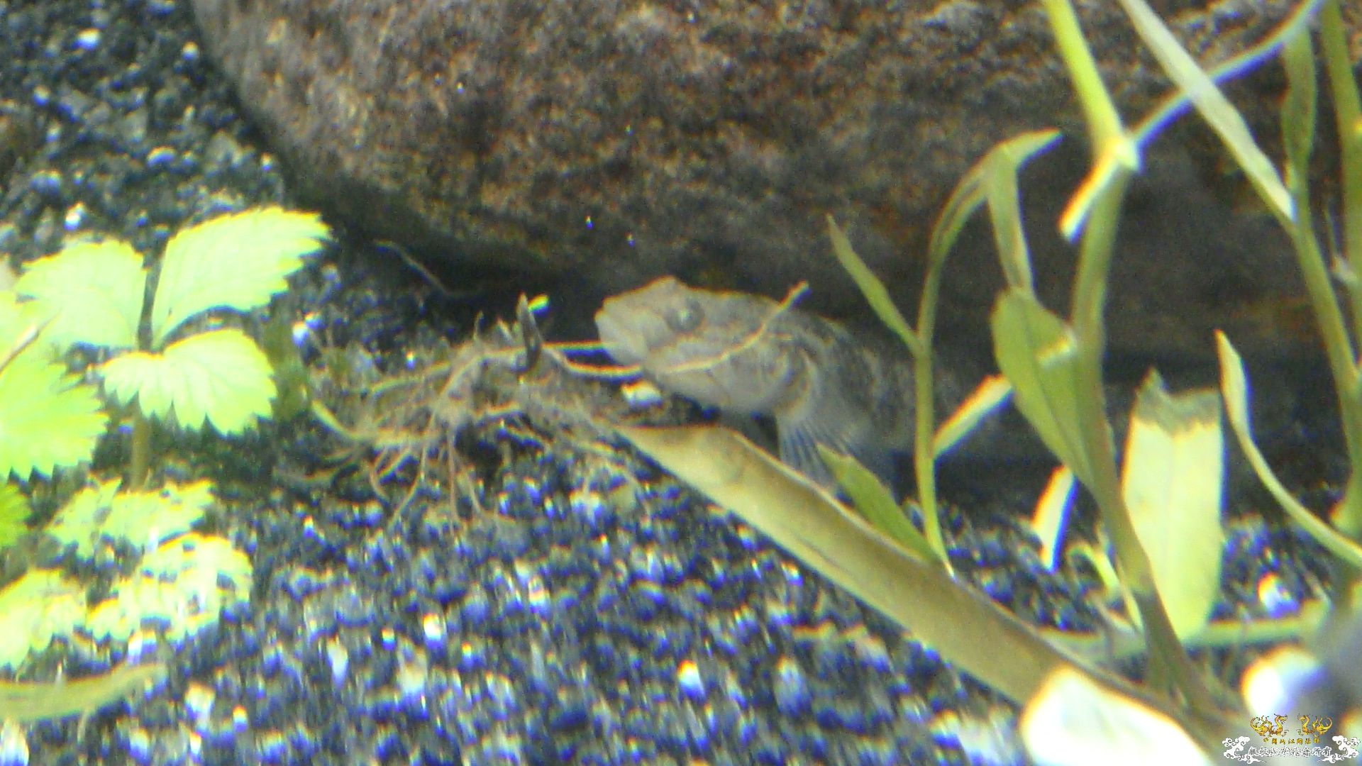 我的缸....请问这是什么虾虎小溪里采的..