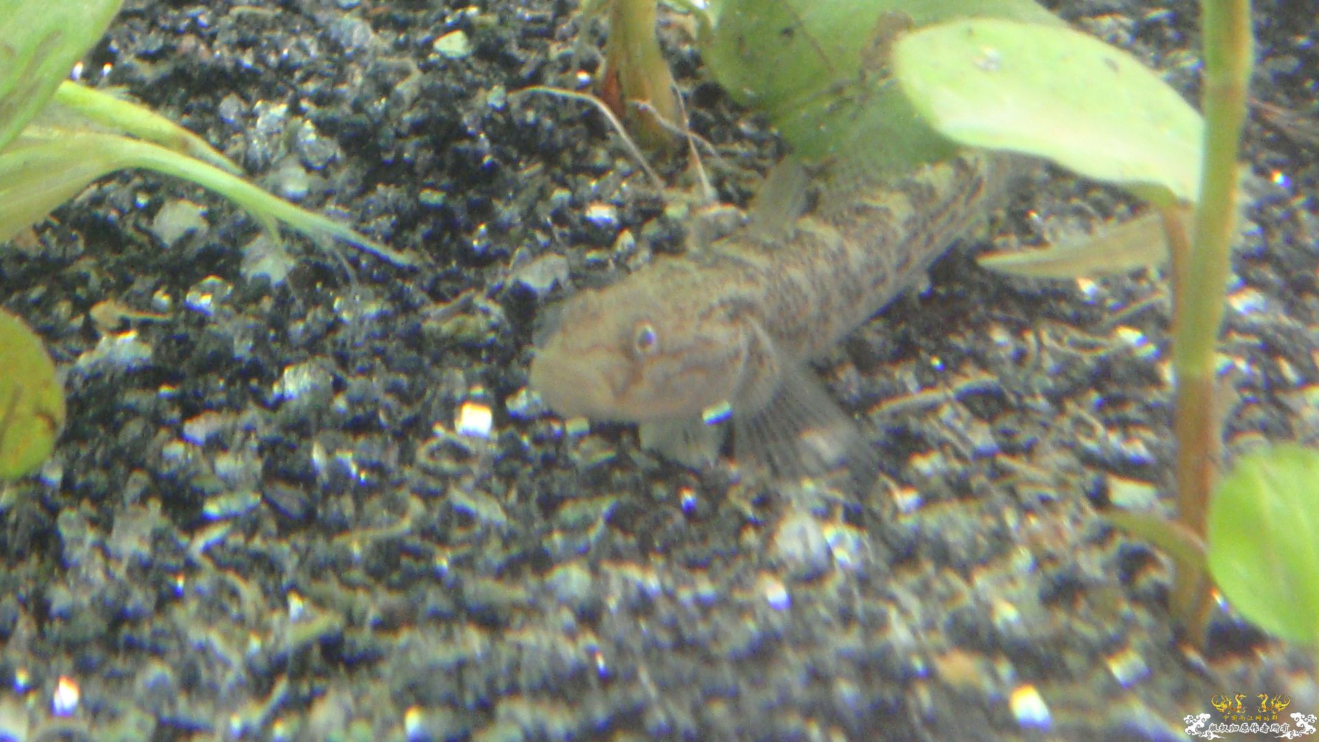 我的缸....请问这是什么虾虎小溪里采的..