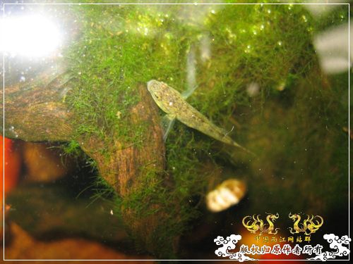 半养原生半养金鱼