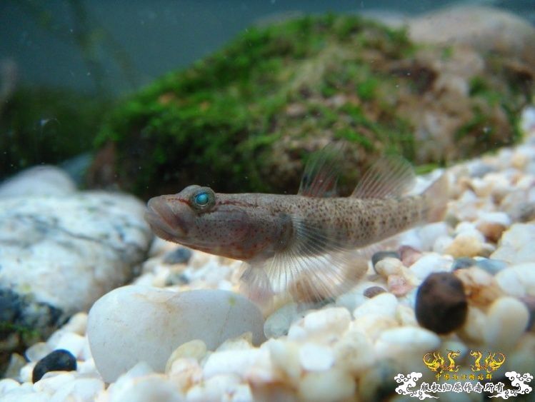 我的缸....请问这是什么虾虎小溪里采的..
