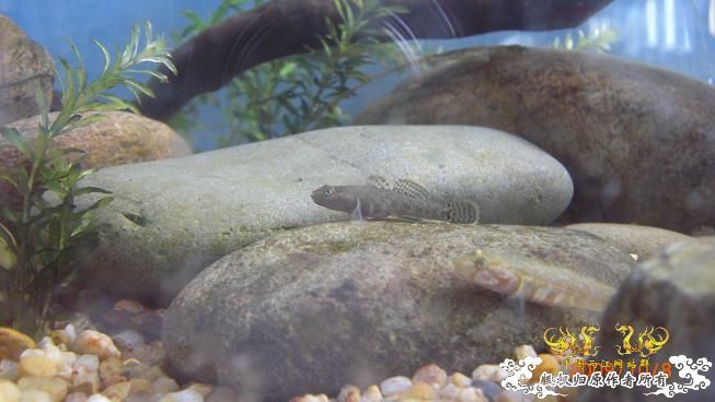 再来上图~养了几天状态出来了 坚信不是波氏。。