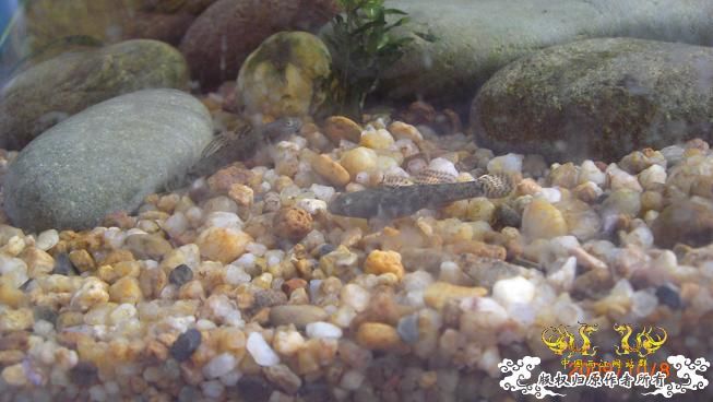 再来上图~养了几天状态出来了 坚信不是波氏。。