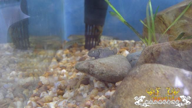 再来上图~养了几天状态出来了 坚信不是波氏。。