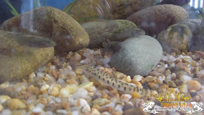 再来上图~养了几天状态出来了 坚信不是波氏。。