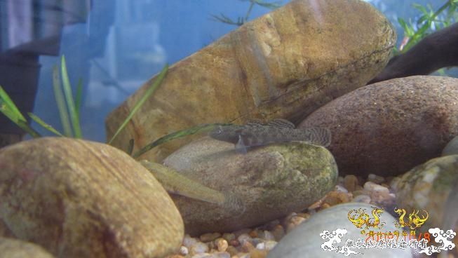 再来上图~养了几天状态出来了 坚信不是波氏。。