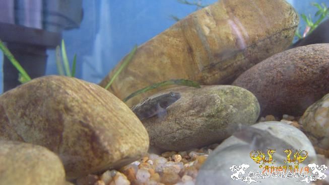 再来上图~养了几天状态出来了 坚信不是波氏。。