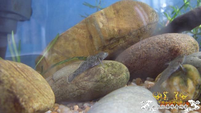 再来上图~养了几天状态出来了 坚信不是波氏。。