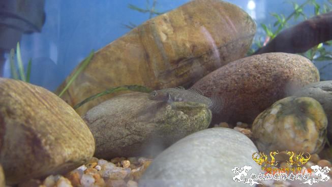 再来上图~养了几天状态出来了 坚信不是波氏。。