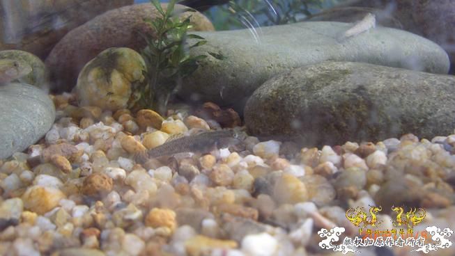 再来上图~养了几天状态出来了 坚信不是波氏。。