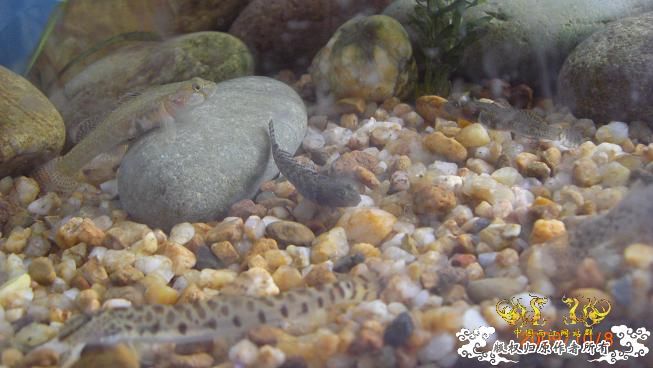 再来上图~养了几天状态出来了 坚信不是波氏。。