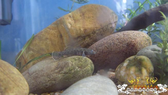 再来上图~养了几天状态出来了 坚信不是波氏。。