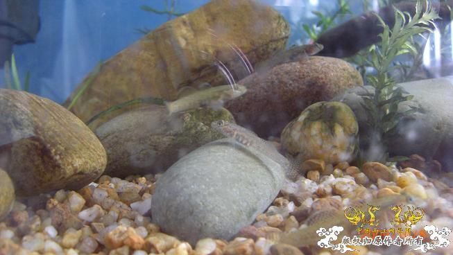 再来上图~养了几天状态出来了 坚信不是波氏。。