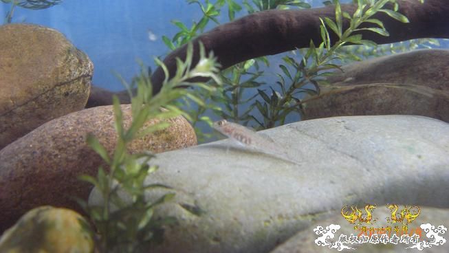 再来上图~养了几天状态出来了 坚信不是波氏。。