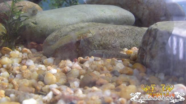 再来上图~养了几天状态出来了 坚信不是波氏。。