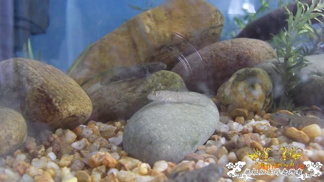 再来上图~养了几天状态出来了 坚信不是波氏。。