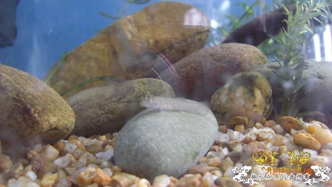 再来上图~养了几天状态出来了 坚信不是波氏。。