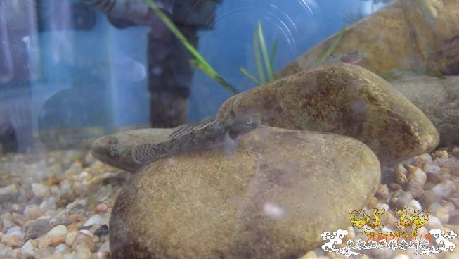 再来上图~养了几天状态出来了 坚信不是波氏。。