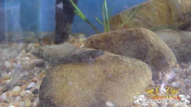 再来上图~养了几天状态出来了 坚信不是波氏。。