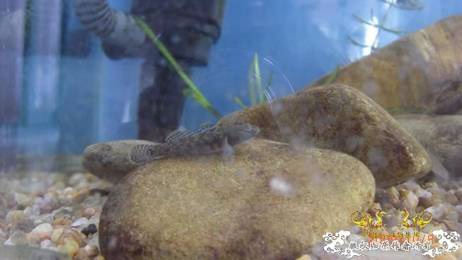 再来上图~养了几天状态出来了 坚信不是波氏。。