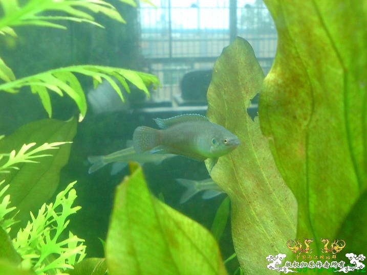 圆尾已经全部存活，谢谢大家关心，发几张小斗的照片～