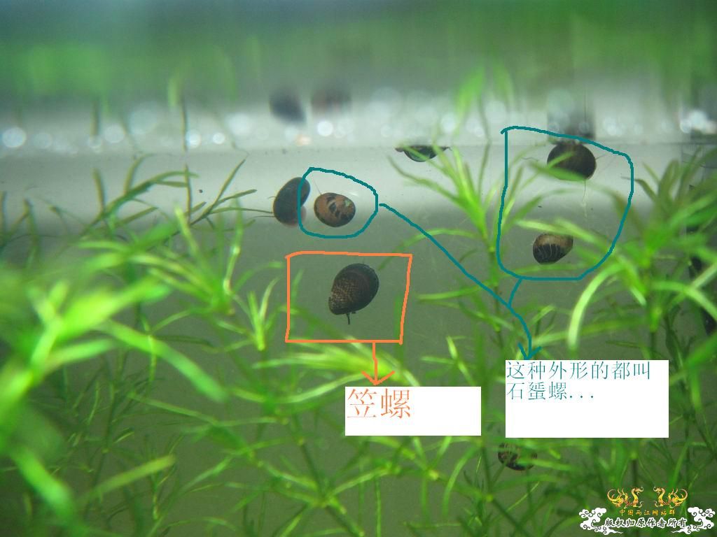 朋友送的石蜑螺和金鼓据说很容易淡化...