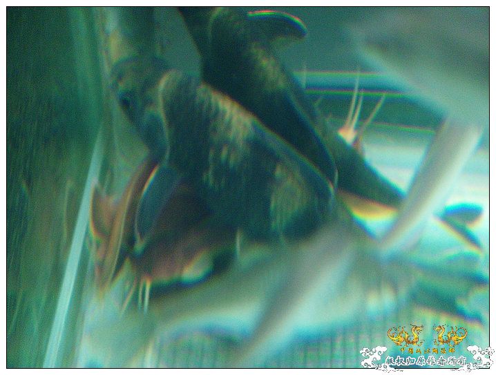 家鱼新拍