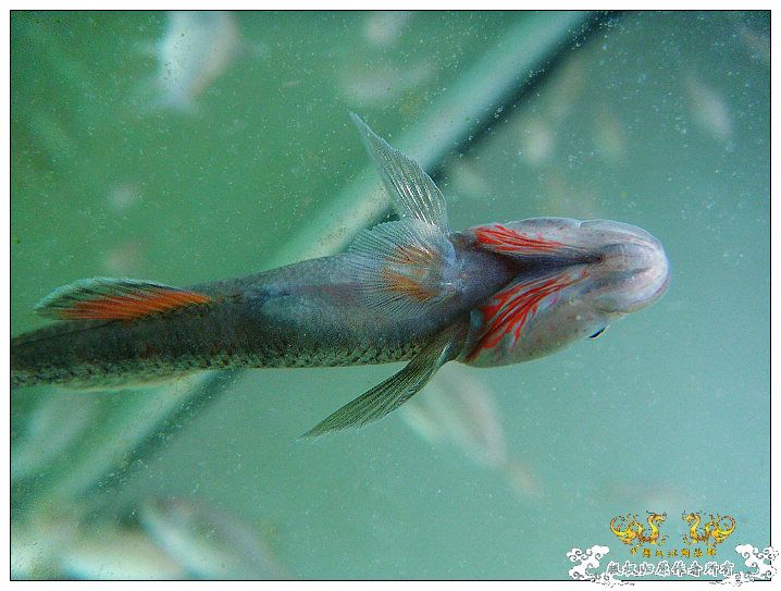 家鱼新拍