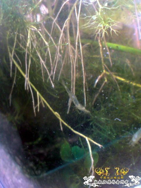 惦记十一回家拍的俩鱼缸了，不知现在情况如何