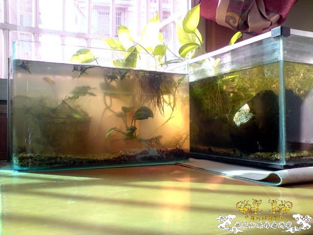 惦记十一回家拍的俩鱼缸了，不知现在情况如何