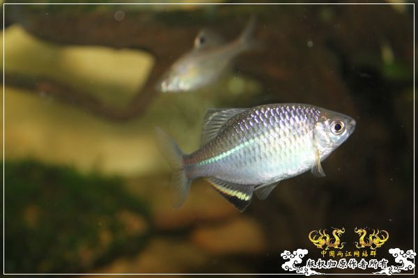 老缸新拍
