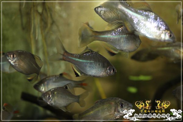 老缸新拍