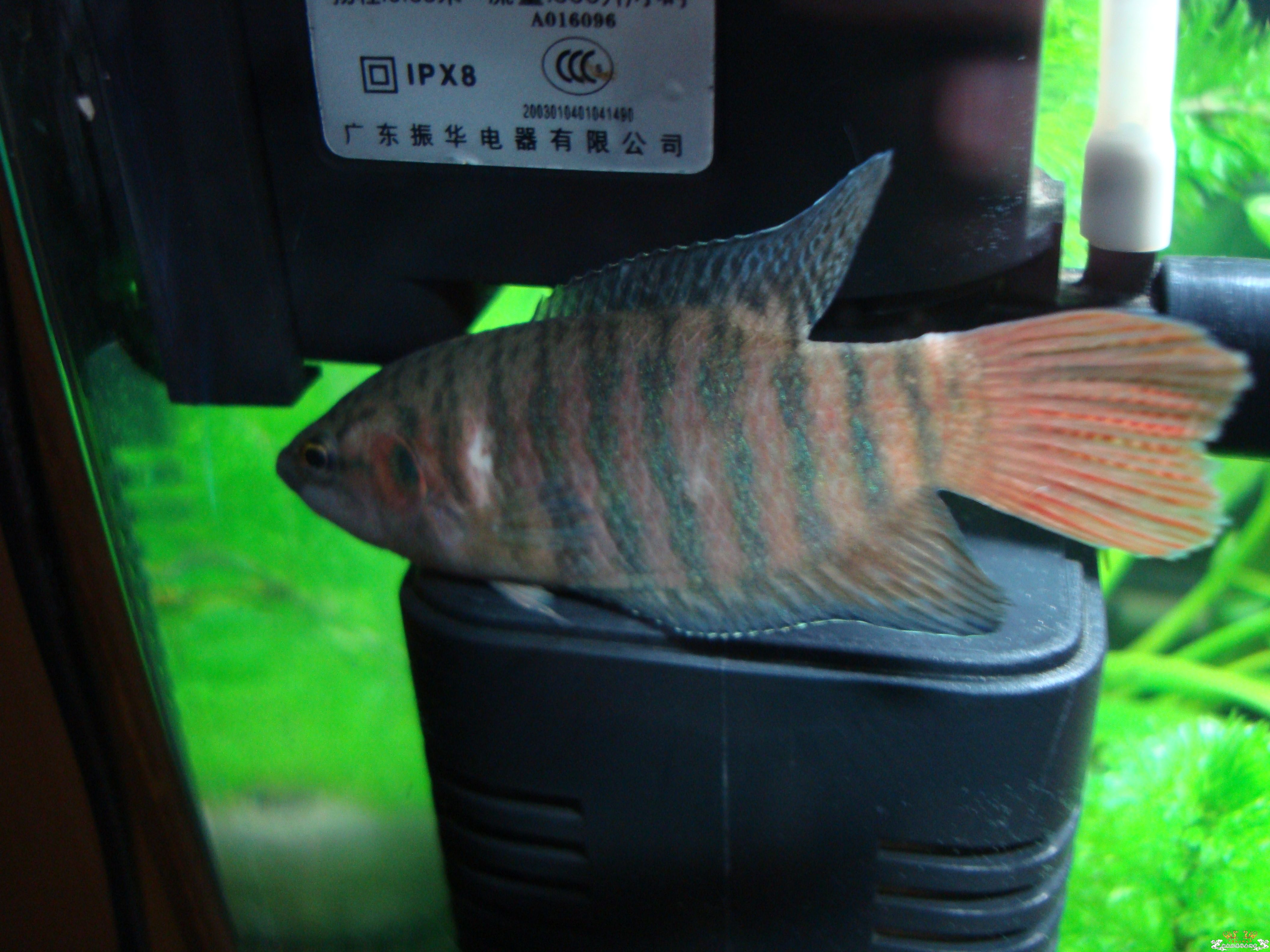 鱼病了,请高人指点~~~~~~~~