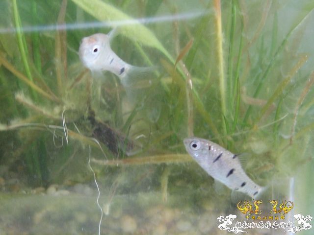 条"鱼巴"