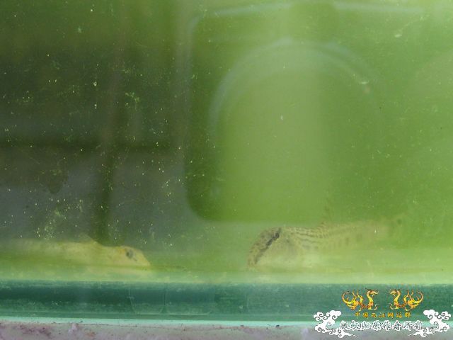花鳅