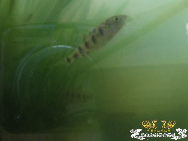 北江光唇