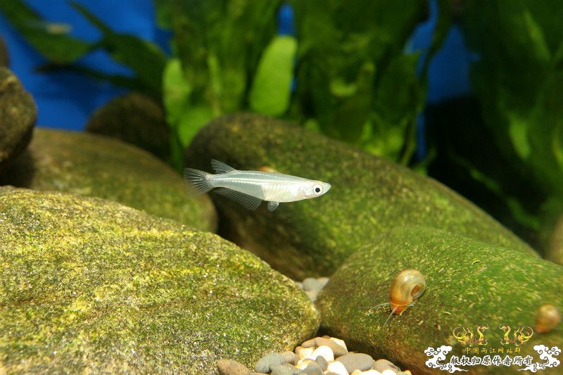 一不小心抄了安仔家的原生