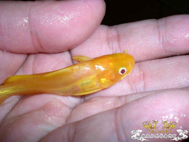 新淘到的宝贝~