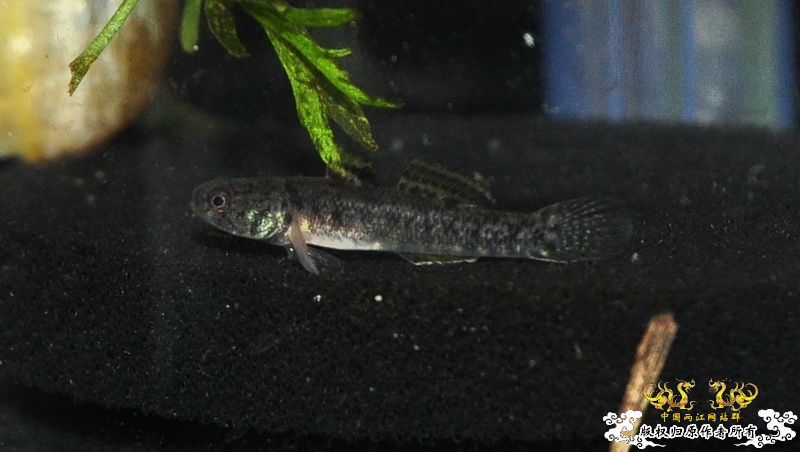 不认识的虎，大家帮我看看！