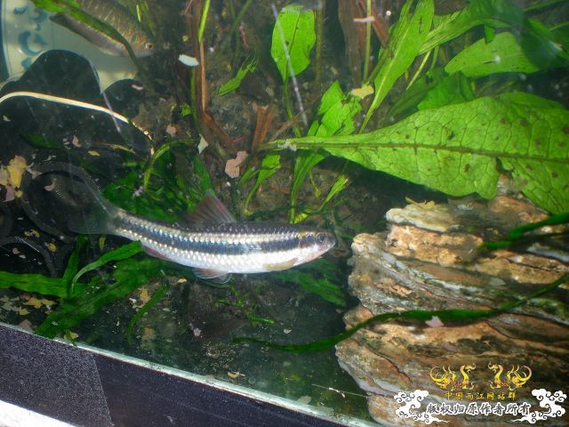 鱼缸里的杂鱼