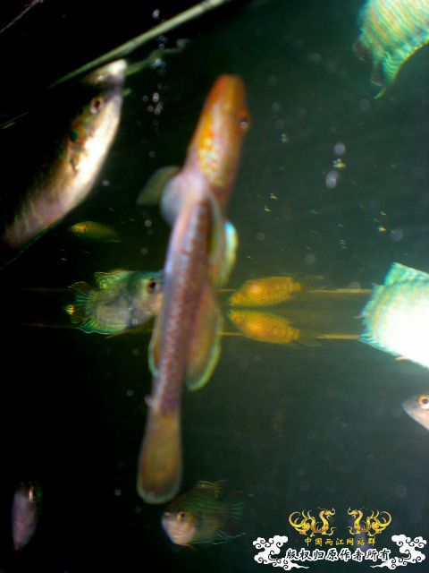 鱼缸里的杂鱼