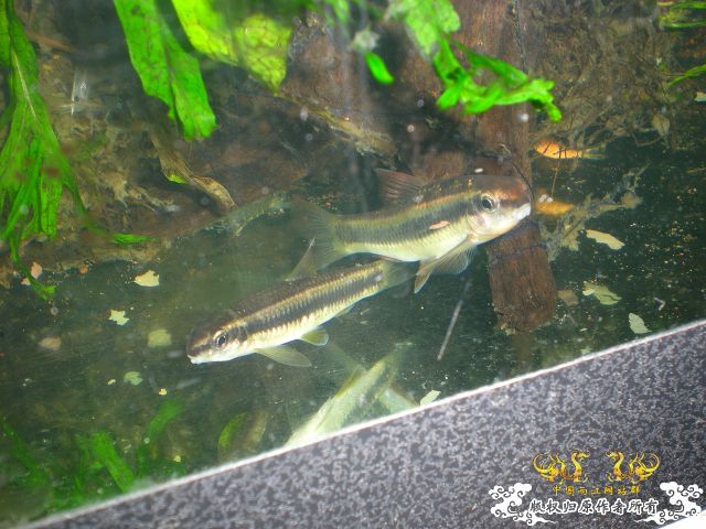 鱼缸里的杂鱼