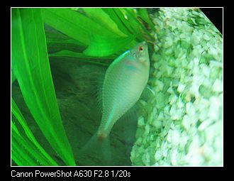 [原创]我缸里的野鱼