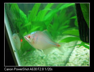 [原创]我缸里的野鱼